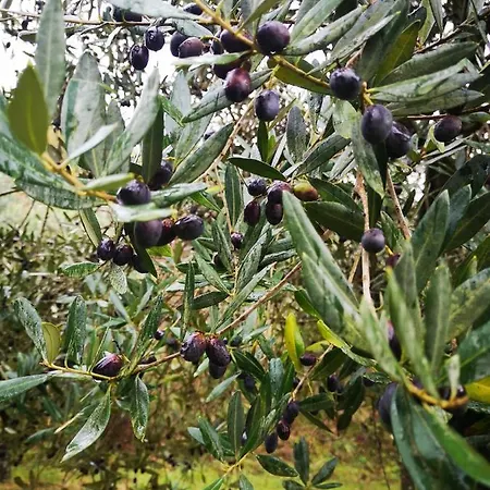Apartamento Mija